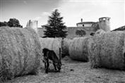 Istria